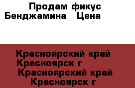 Продам фикус Бенджамина › Цена ­ 1 000 - Красноярский край, Красноярск г.  »    . Красноярский край,Красноярск г.